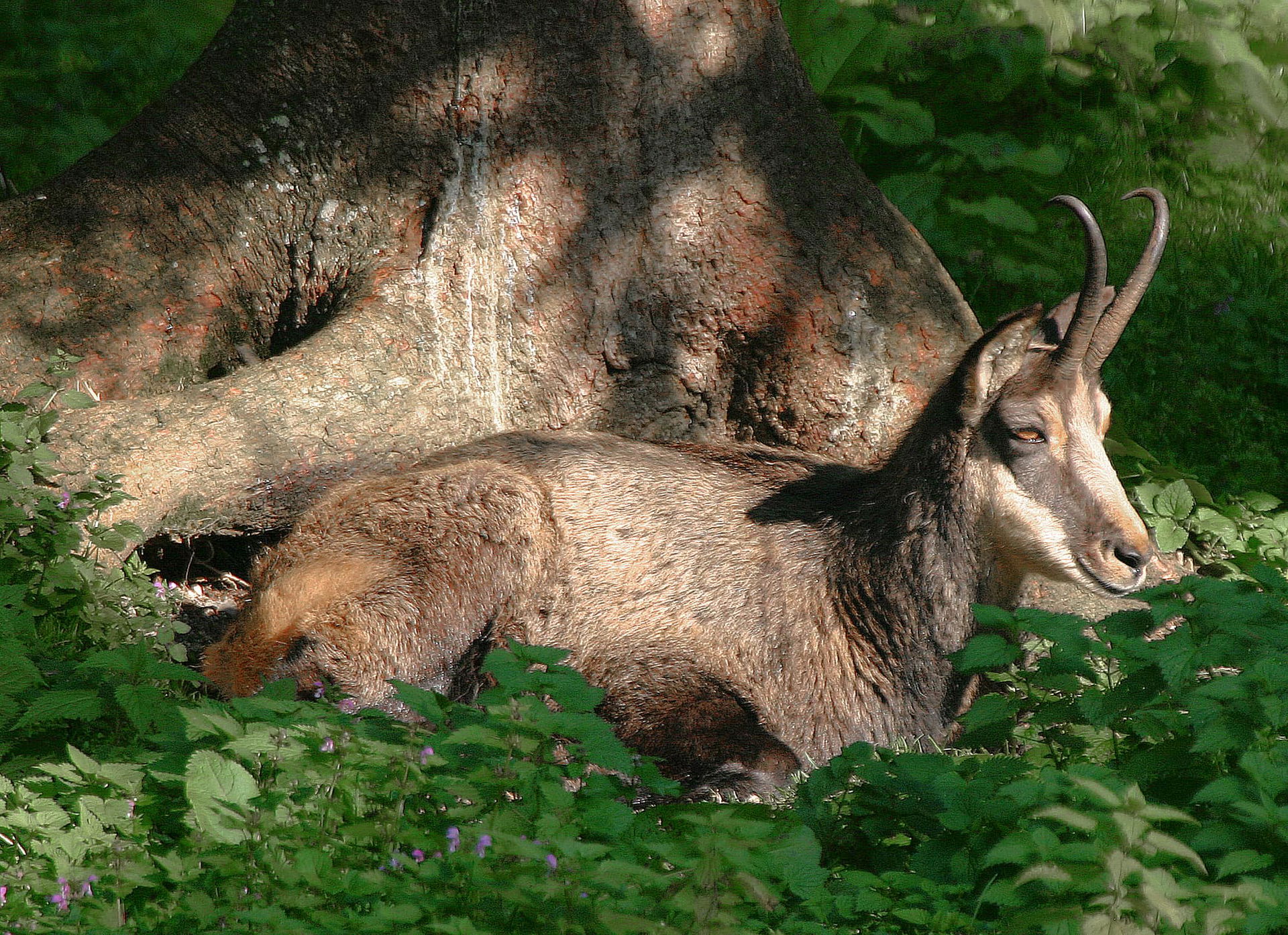Eine Gämse im Wildnisgebiet Dürrenstein