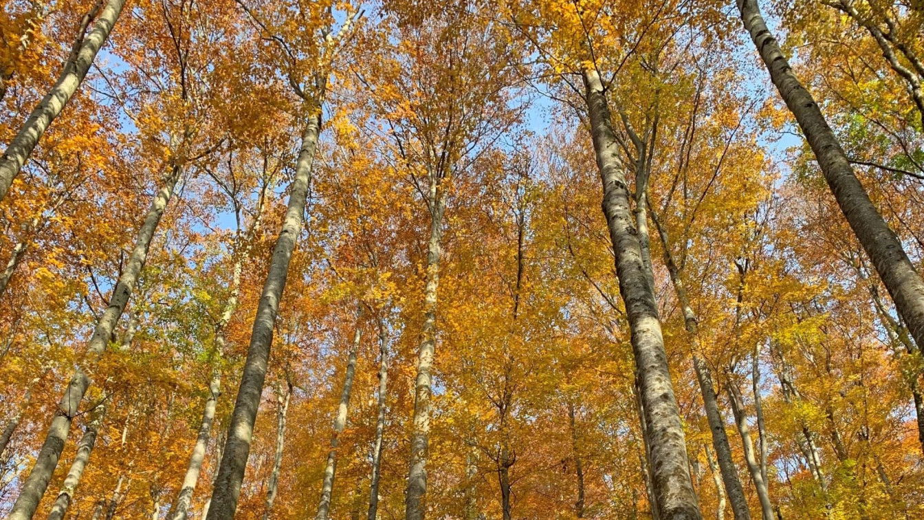 Herbstwald in Oberösterreich