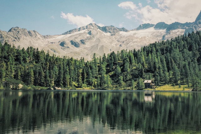 Reedsee
