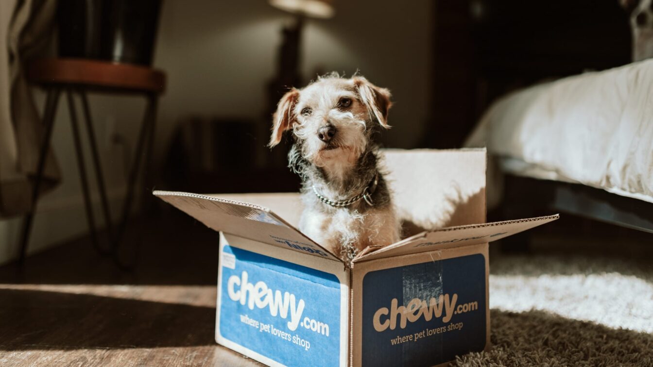 Chewy Unsplash hundebesitzer
