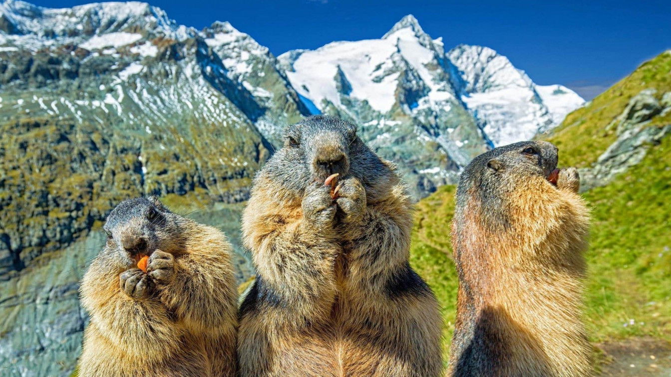 https://pixabay.com/de/photos/murmeltiere-gro%C3%9Fglockner-%C3%B6sterreich-4936688/ Kärntnerisch Quiz