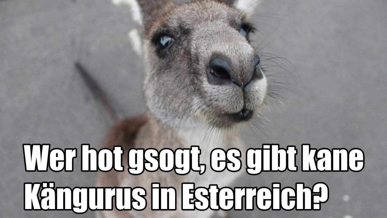 (c) Pixabay | Text: 1000things Instagram-Accounts Österreich