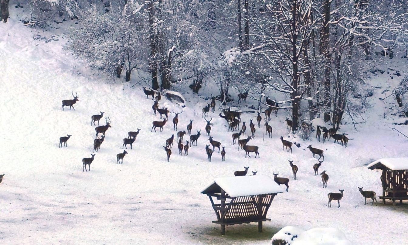 ationalpark Kalkalpen (c) Viktoria Klimpfinger