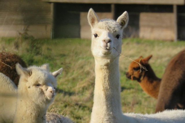 Lama