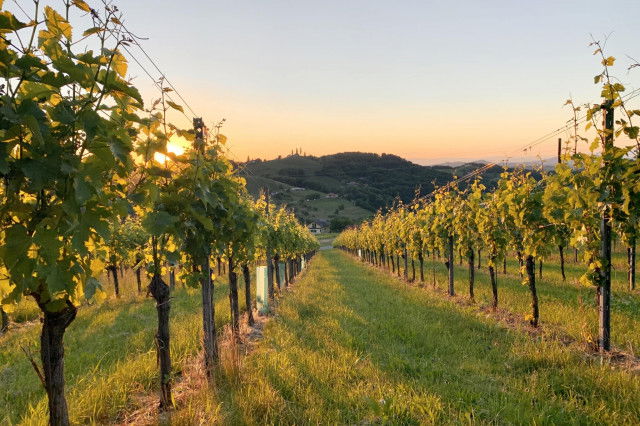 Suedsteiermark