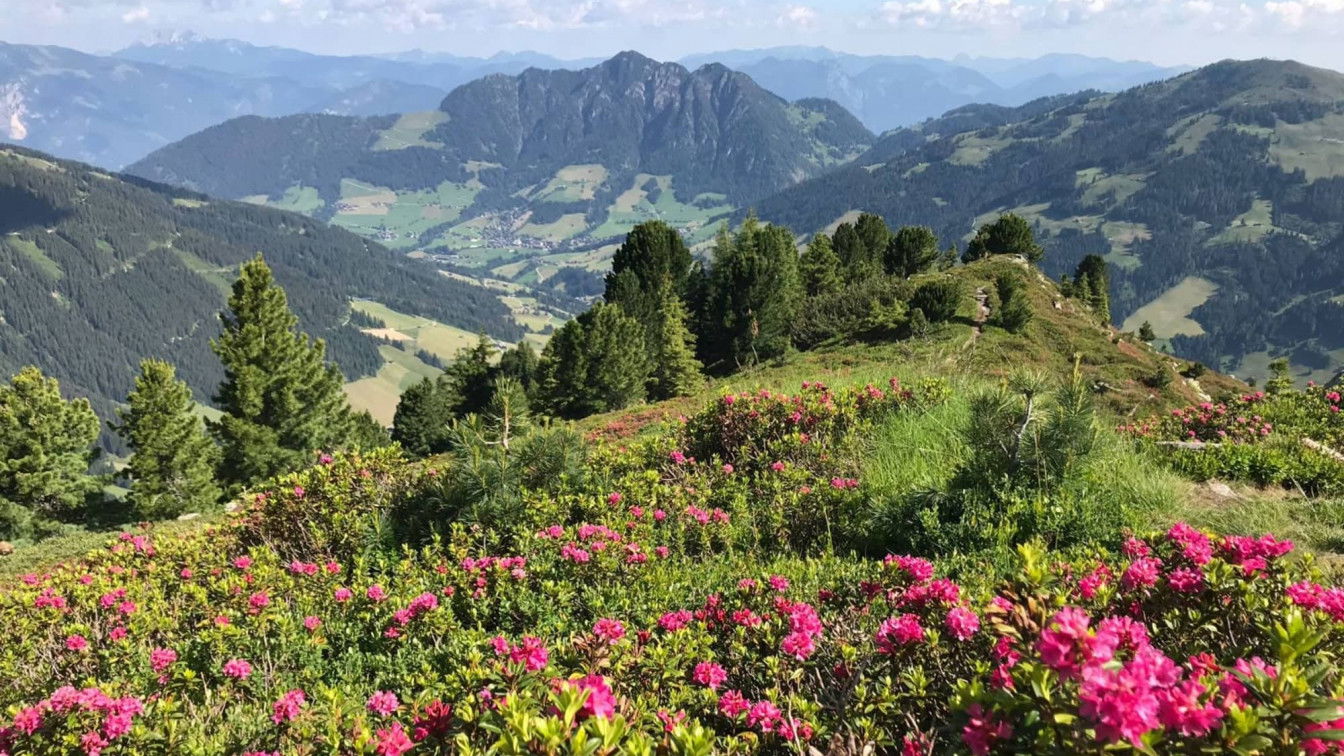 (c) Alpbachtal Tourismus Almrosenblüte Alpbachtal