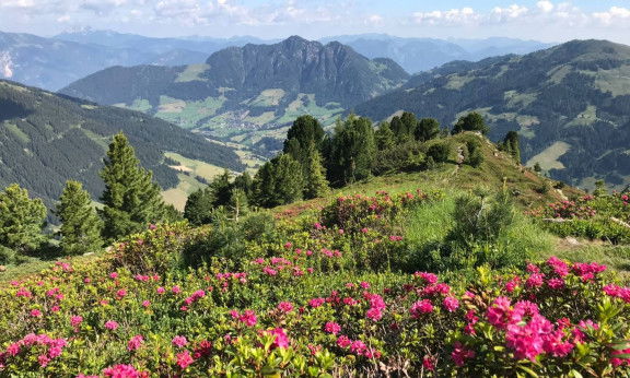 Almrosenblüte Alpbachtal