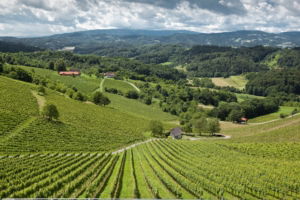 weinregionen in österreich
