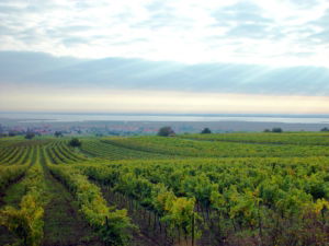 weinregionen in österreich