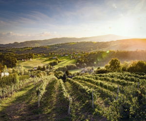 weinregionen in österreich