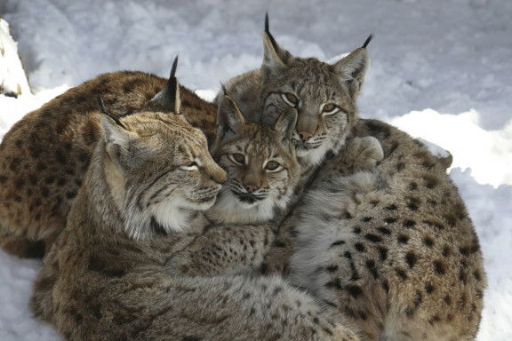 (c) Alpenzoo Innsbruck