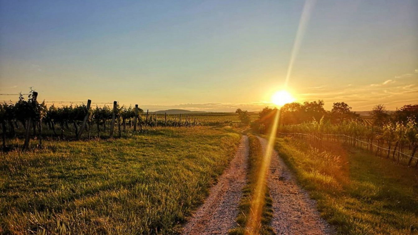 (c)
photomaspics | Instagram Sonnenuntergang über dem Weinweg Langenlois