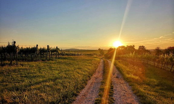 Weinweg Langenlois