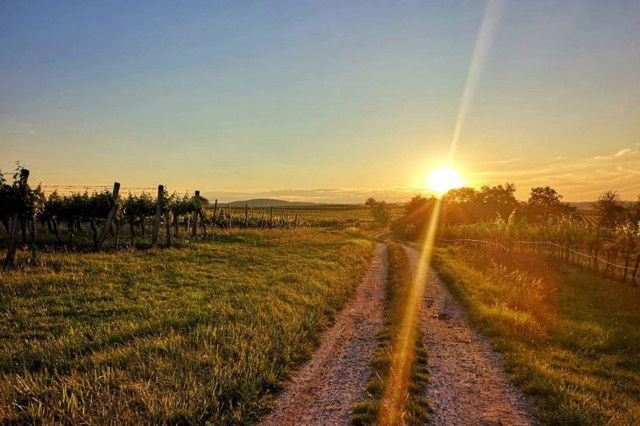 Sonnenuntergang über dem Weinweg Langenlois