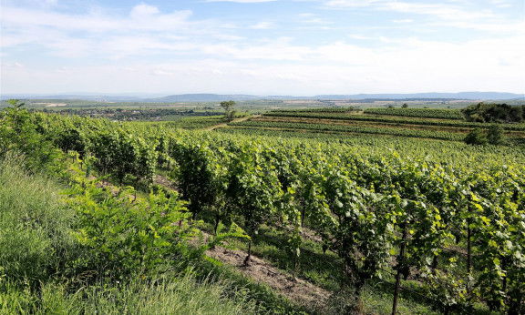 Weinweg Langenlois