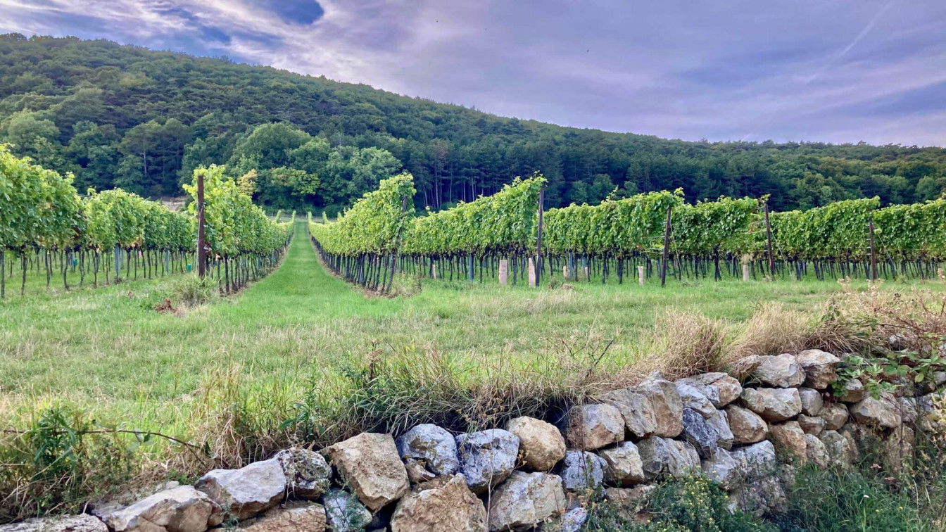 Wunderschöne Wege entlang des WeinWanderWeges in Gumpoldskirchen (c) Luisa Lutter Weinwanderweg weinreben