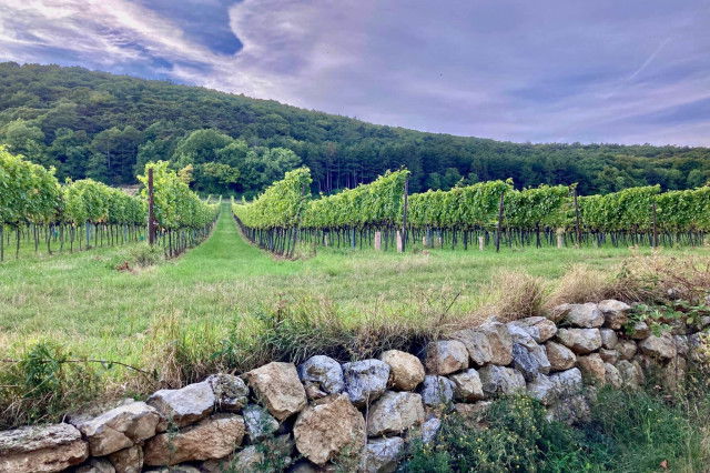 Weinwanderweg weinreben