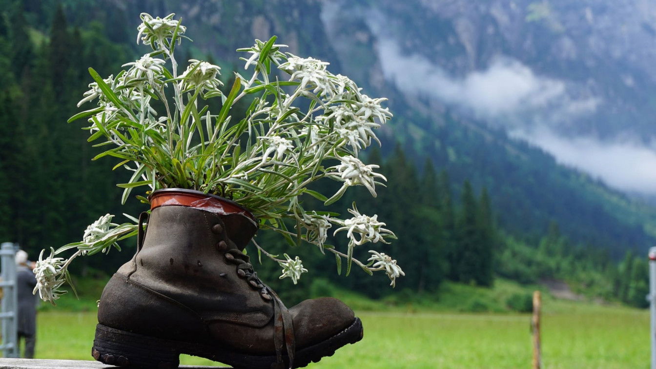 https://pixabay.com/de/photos/enzian-schuh-berge-thal-natur-4214106/ Wandern