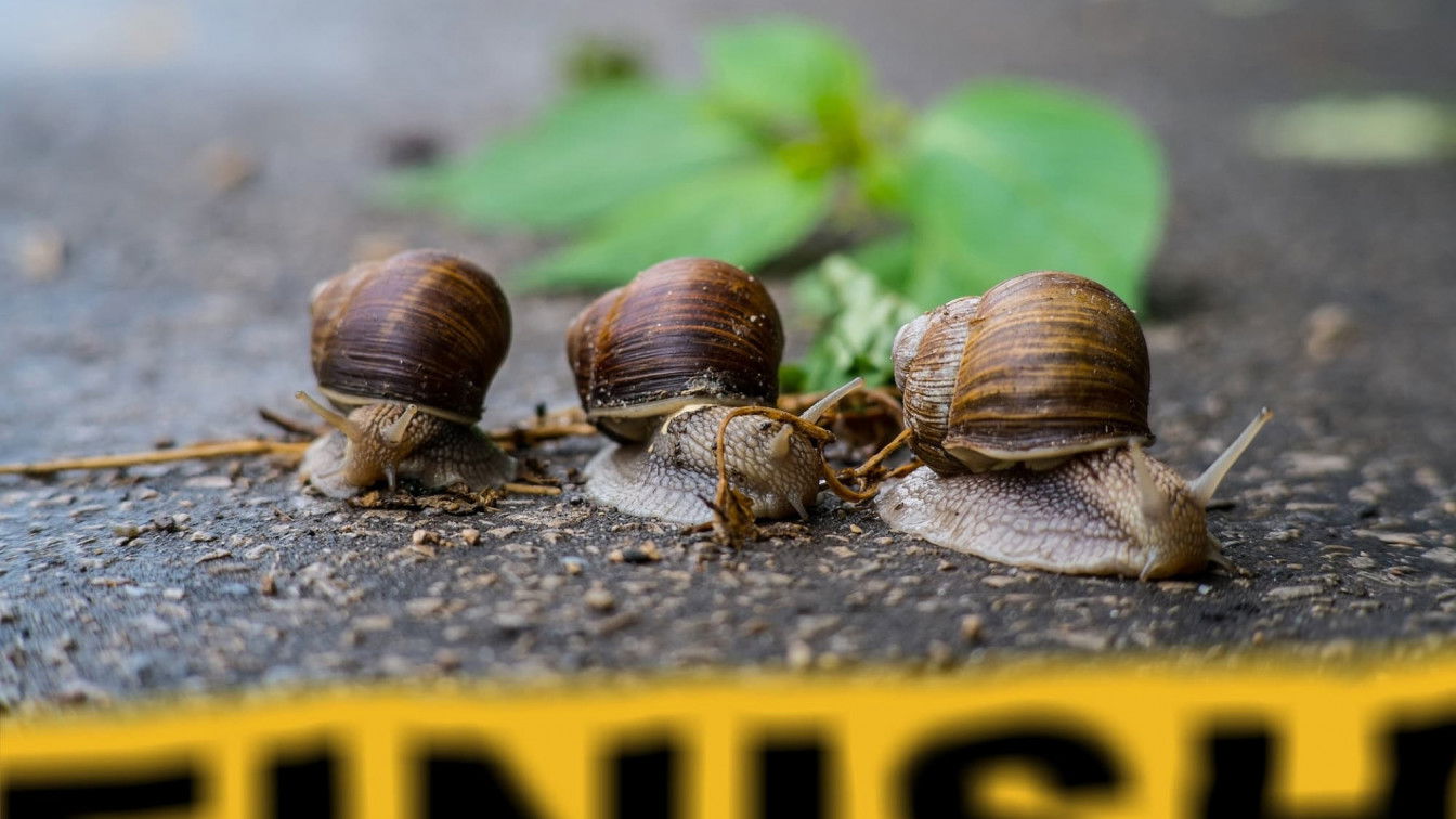 https://pixabay.com/de/photos/rennen-die-rivalit%C3%A4t-spiele-3504632/ Wettkämpfe Österreich