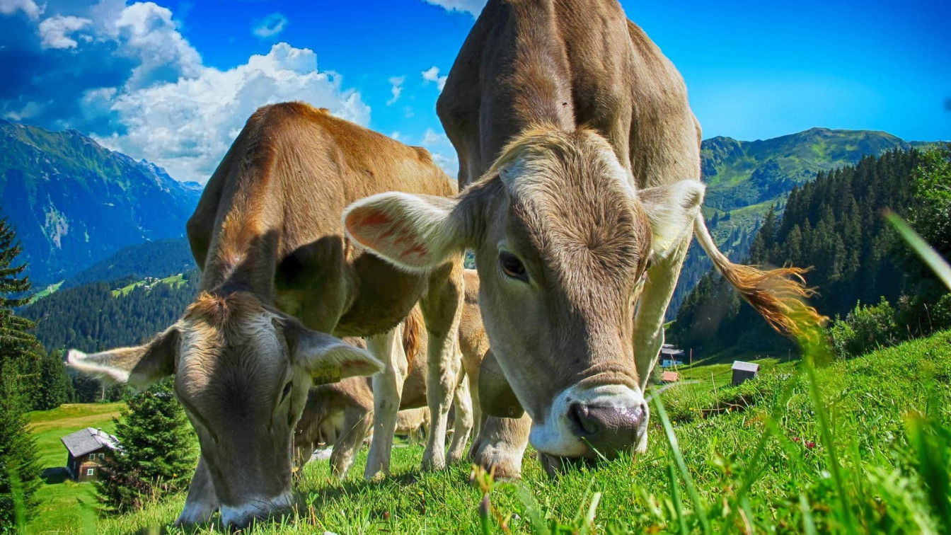 https://pixabay.com/de/photos/k%C3%BChe-rinder-bauernhof-l%C3%A4ndlich-2641195/ Kühe Lustige Geschichten Land
