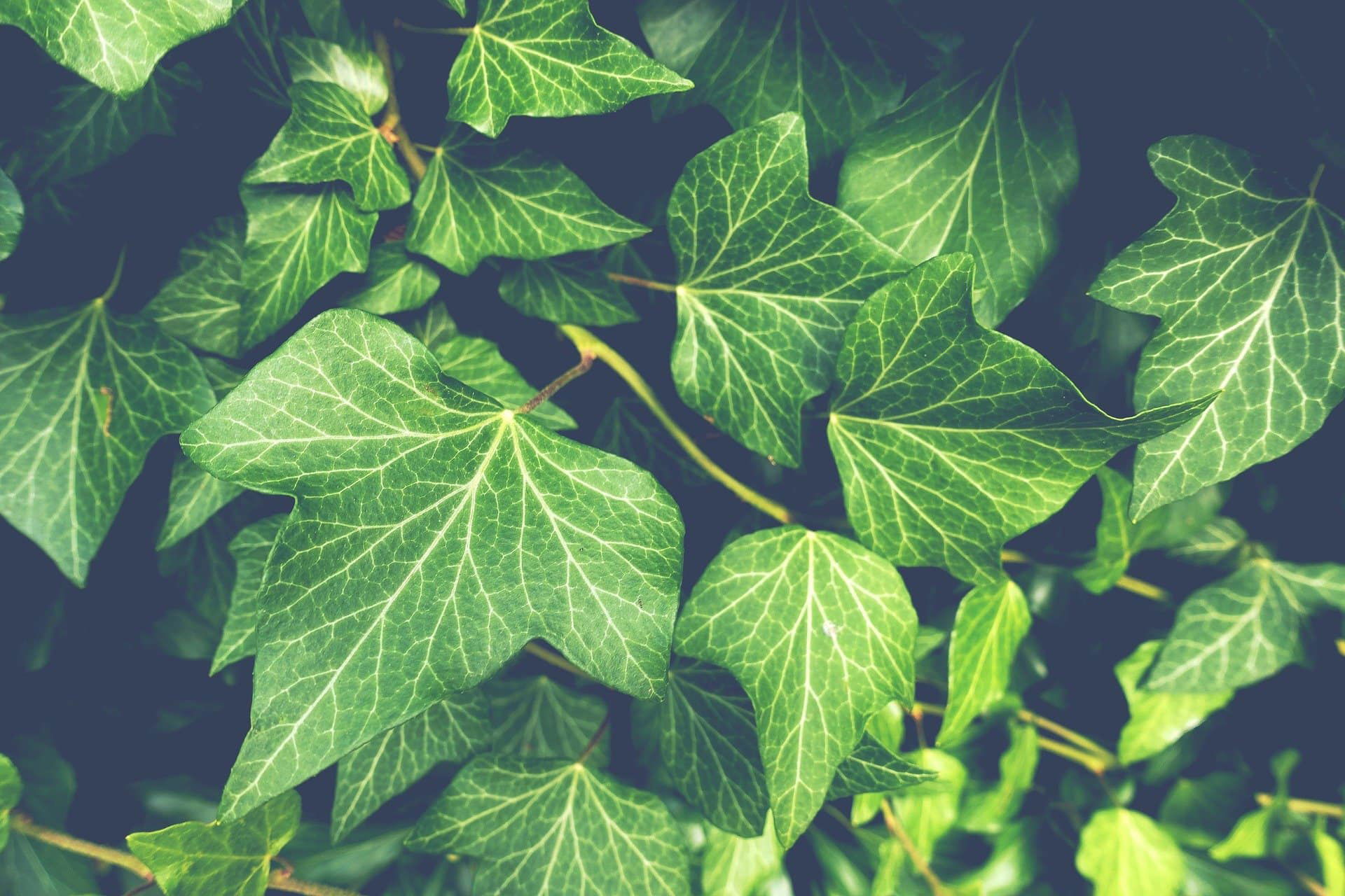 DIY Hausmittel Natur
