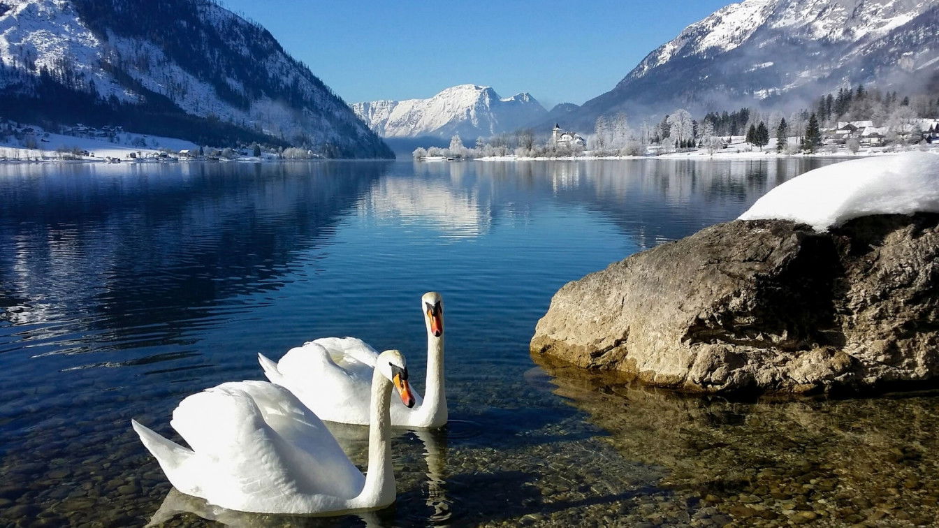 Grundlsee mit Schwänen (c) Chris Rechberger | Steiermark Tourismus Beitragsbild