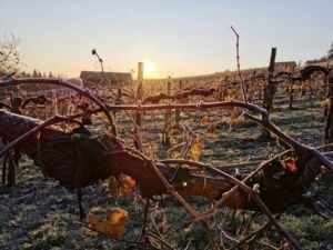 Entspannungsurlaub in der Steiermark: Schilcherland