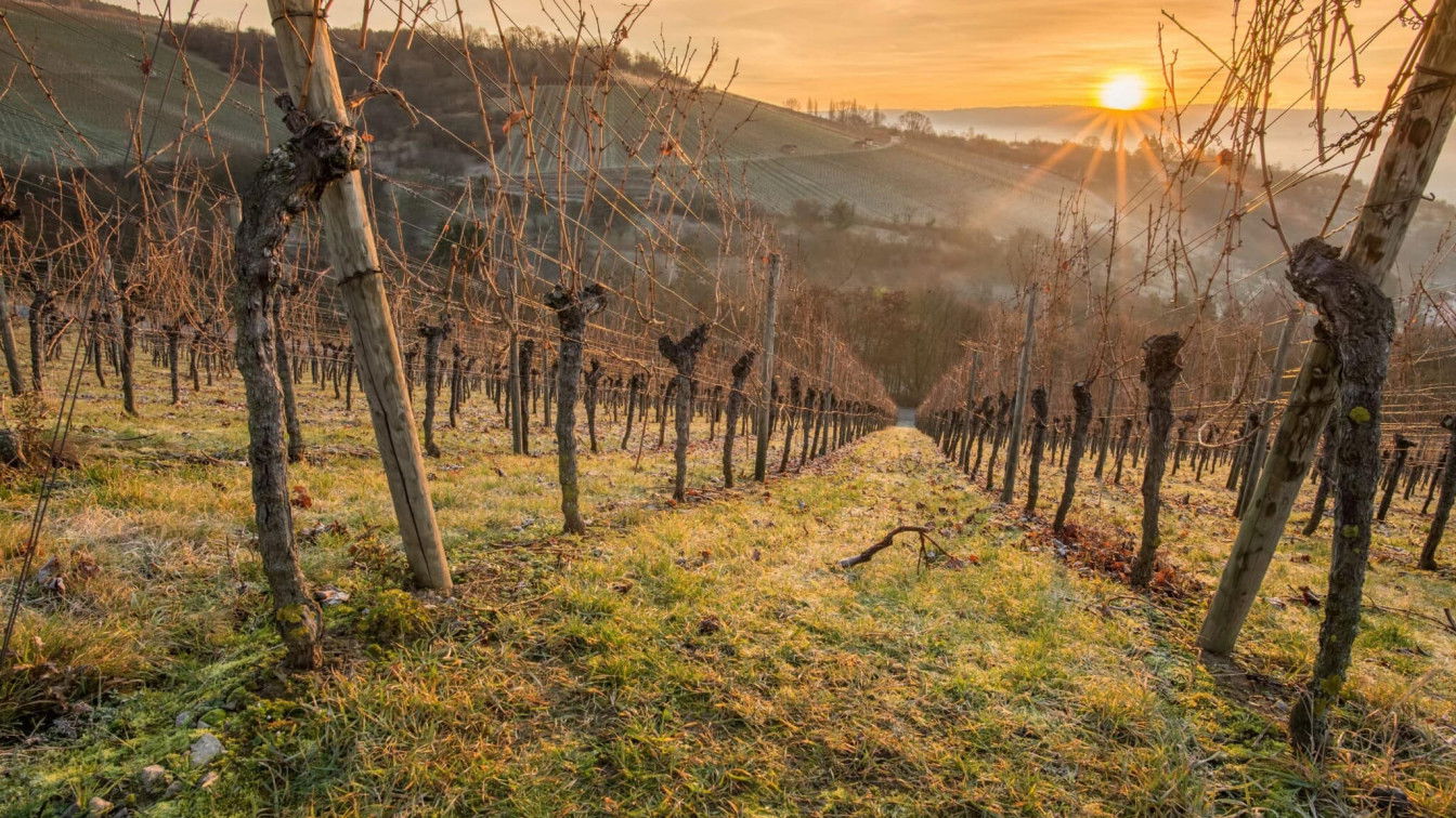 Weinberg im Sonnenaufgang mit Sonnenstrahlen