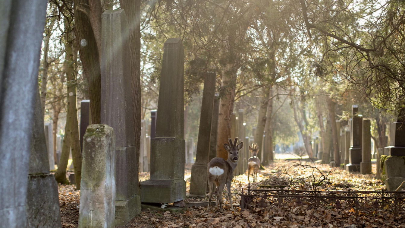 Am Zentralfriedhof entdeckt ihr mit etwas Glück das ein oder andere Reh. (c) Magdalena Mösenlechner Rundumadum Weg Zentralfriedhof