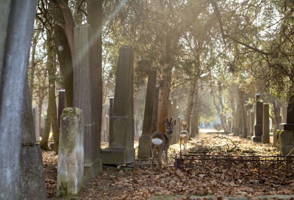 Rundumadum Weg Zentralfriedhof
