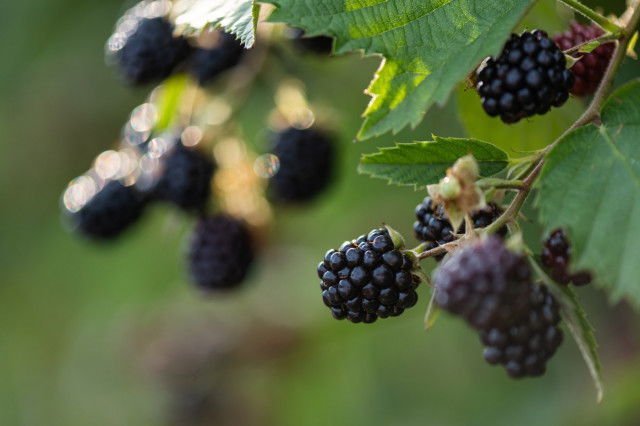 beeren