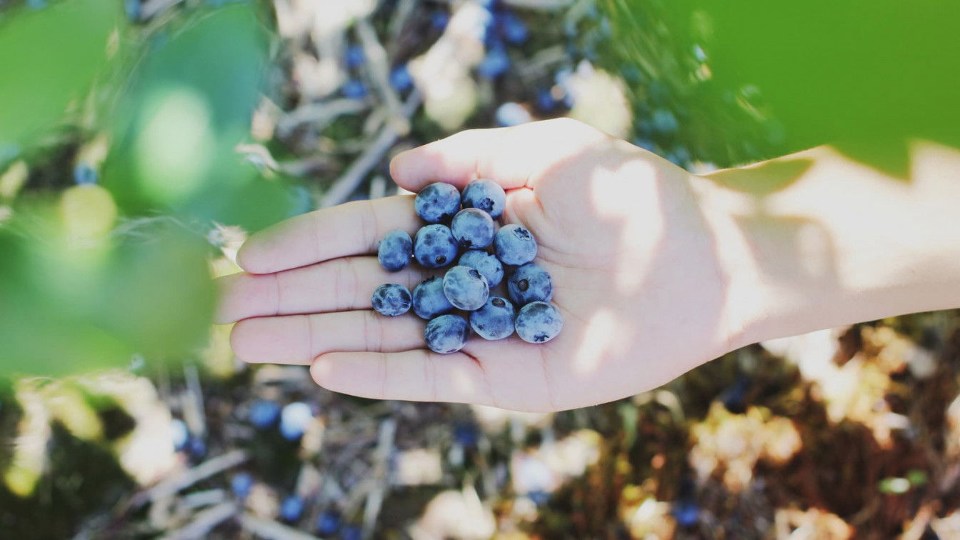 (c) Farsai Chaikulngamdee | Unsplash Heidelbeeren Natur