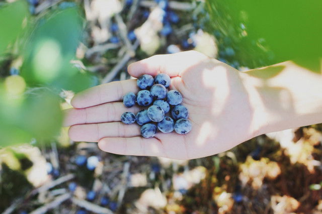 Heidelbeeren Natur