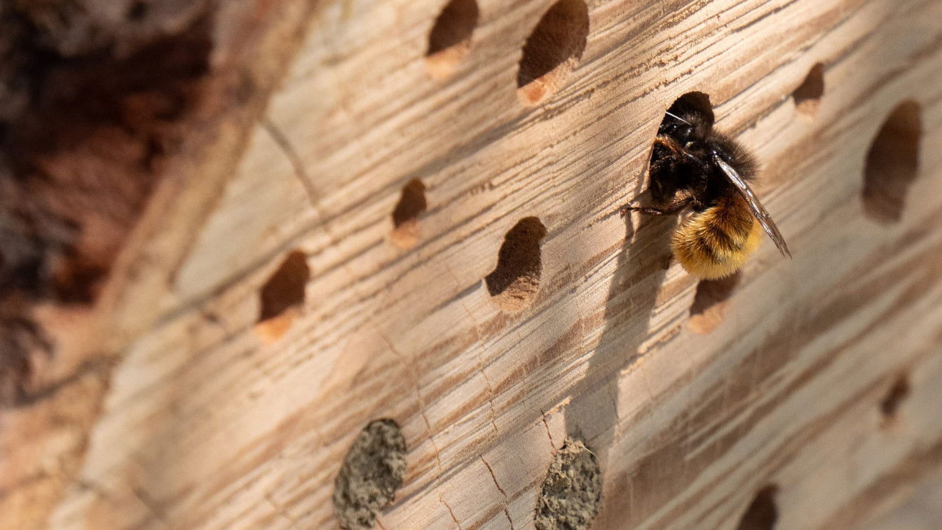 (c) Pixabay Insektenhotel