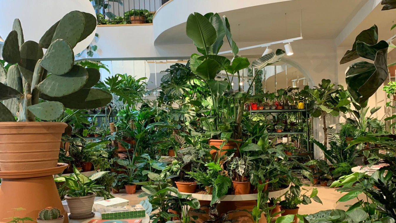 (c) Lisa Oberndorfer | 1000things Pflanzen im Wiener Concept Store Calienna