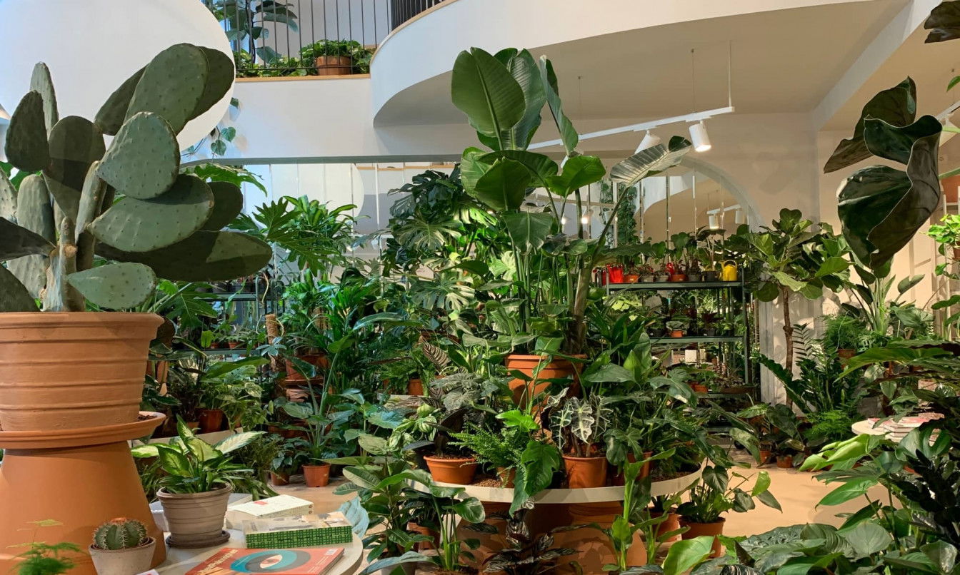 Pflanzen im Wiener Concept Store Calienna