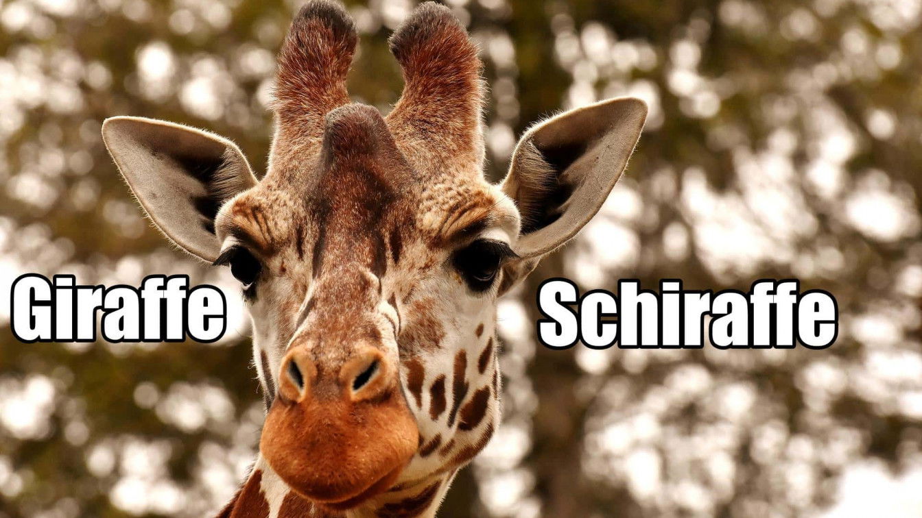 (c) Pixabay / Bearbeitung: 1000things Giraffe Österreich nicht sagen