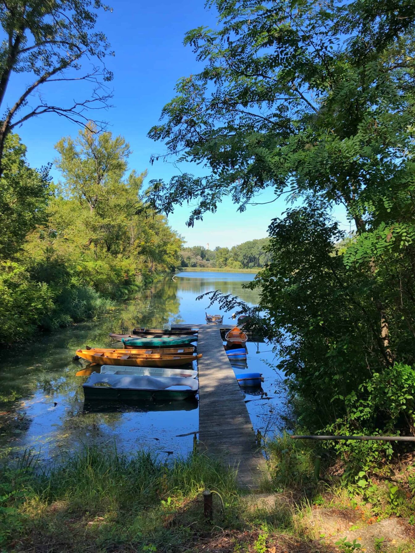 Boote stehen in der Lobau im Wasser