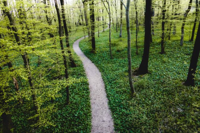Bärlauch pflücken in Wien: Ein Wanderweg in der Natur