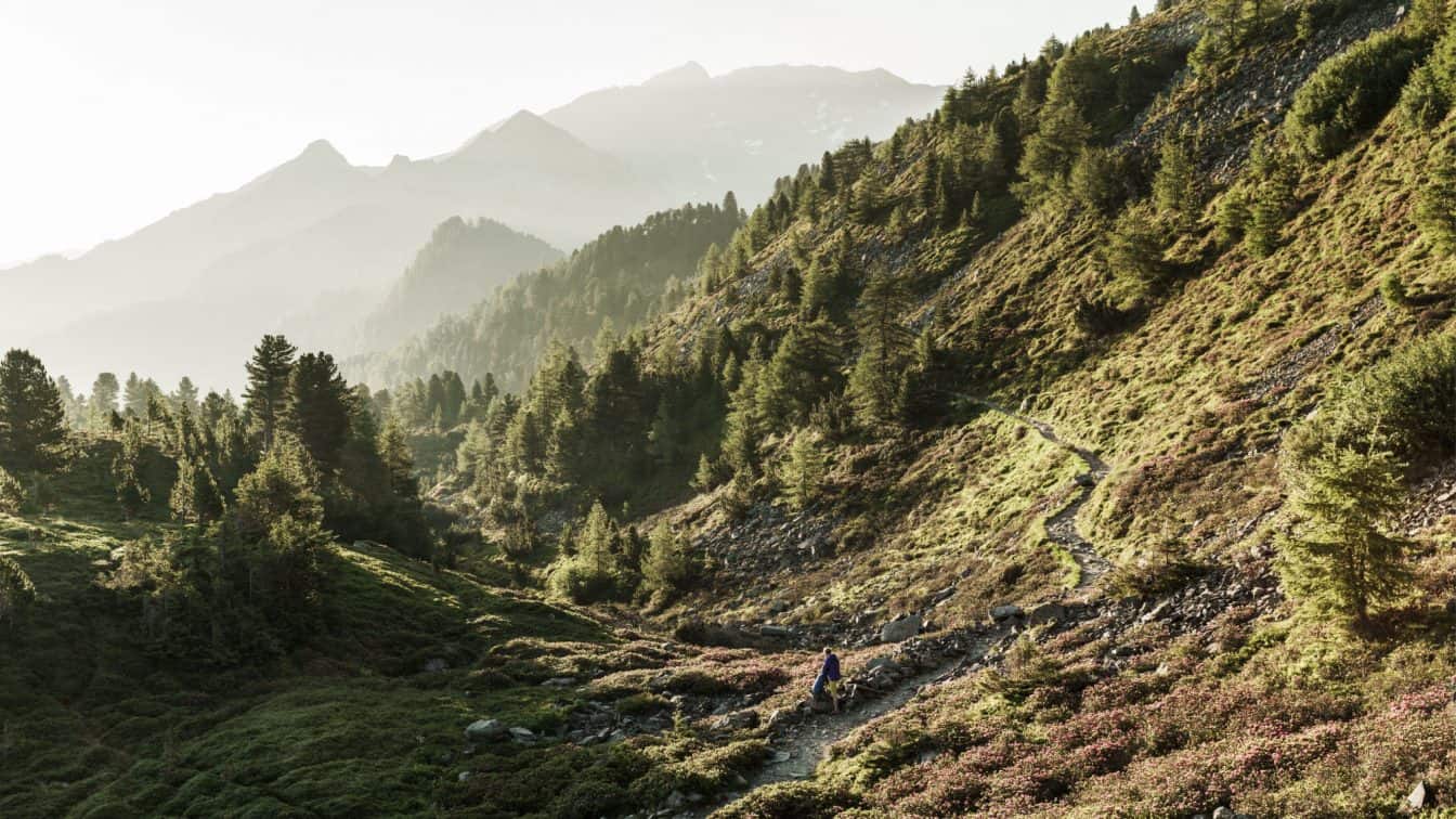 (c) Schels Sebastian | Tirol Werbung Tulfes, Inntaler Höhenweg, Zirbenweg