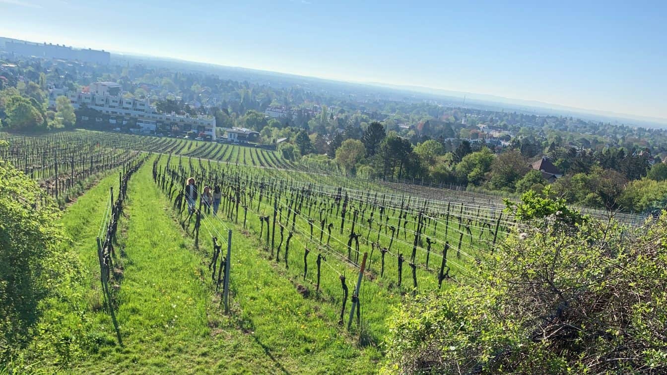 Weinwandern in Wien weinwandern wien