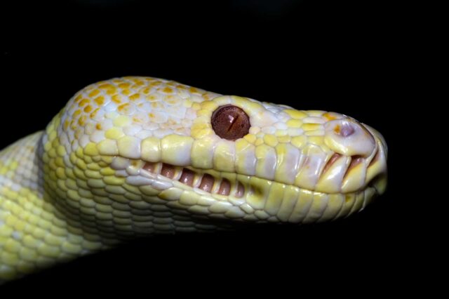 Graz Toilette Schlange