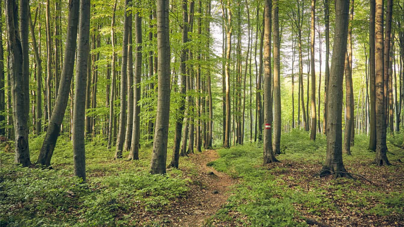 Wienerwald
