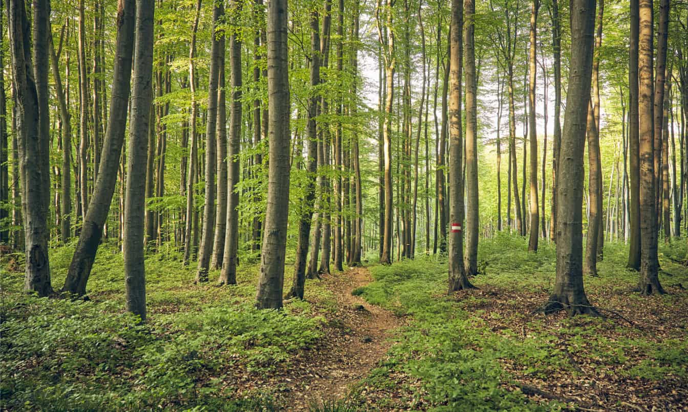 Wienerwald