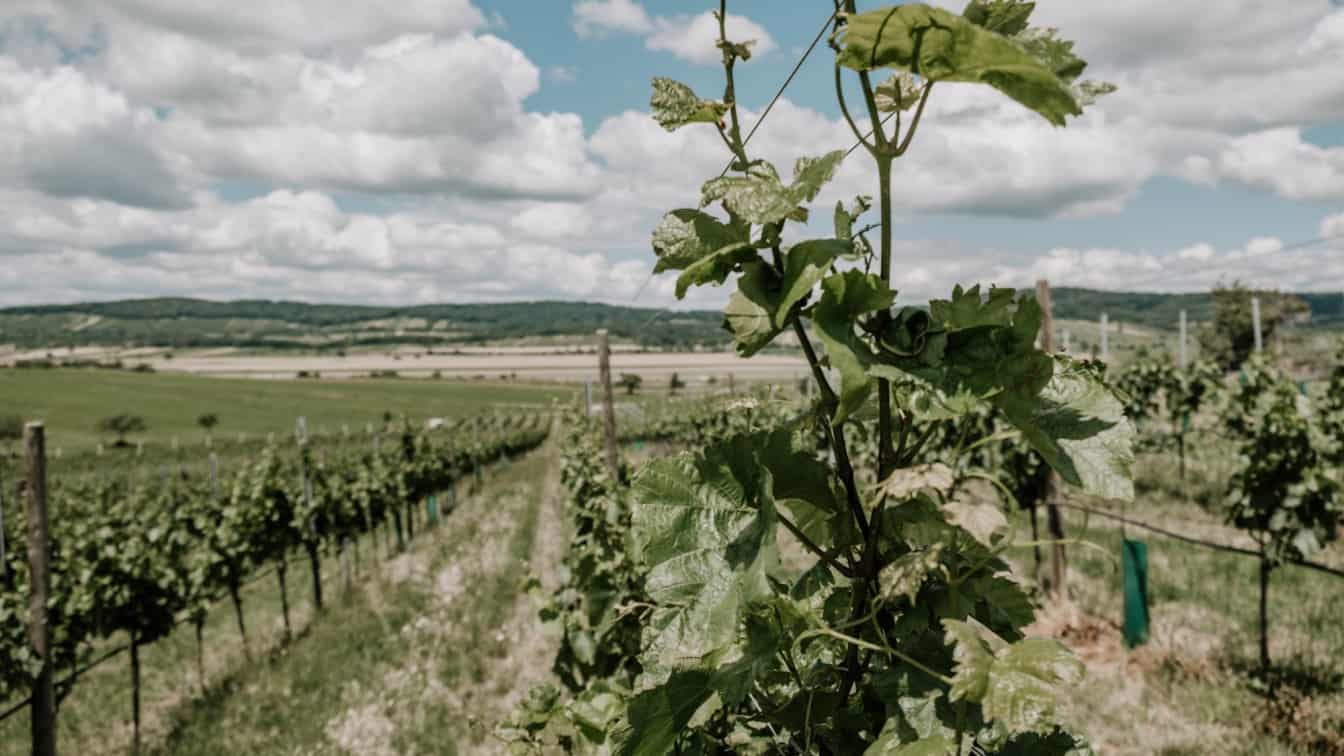 Weingarten im Burgenland (c) Lisa Schmerold Ein Weingarten im Burgenland.