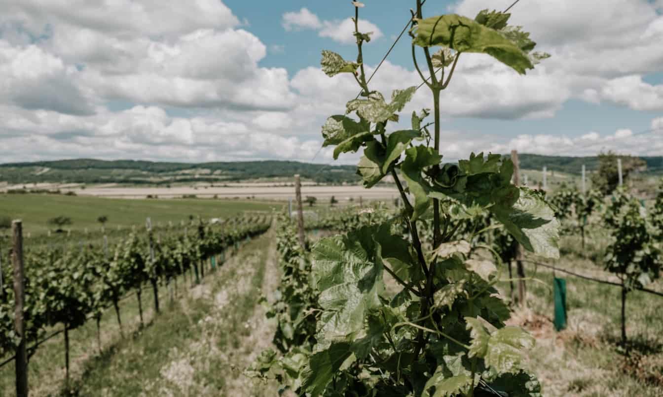 Ein Weingarten im Burgenland.