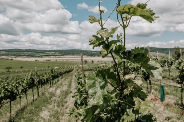 Ein Weingarten im Burgenland.