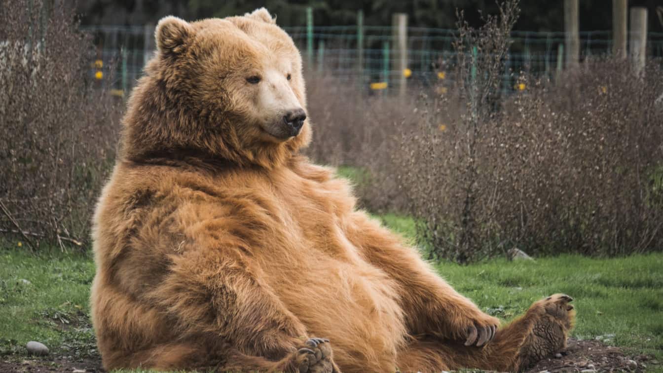 Braunbär im Zoo Neuroth, Sponsored (c) Mark Basarab | Unsplash