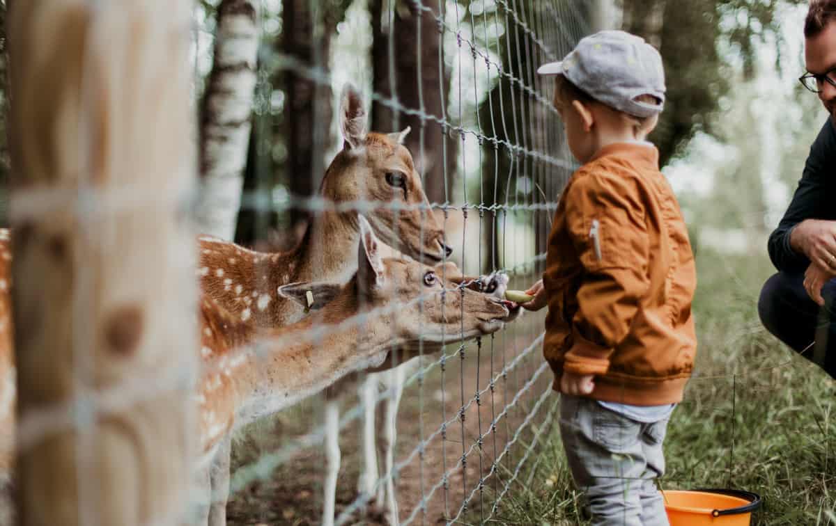 Tiere füttern im Zoo Neuroth (c) Daiga Ellaby | Unsplash