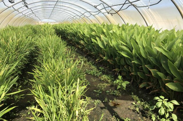 Bio Ingwer und Bio Kurkuma werden bei veganis im Burgenland im Folientunnel produziert.